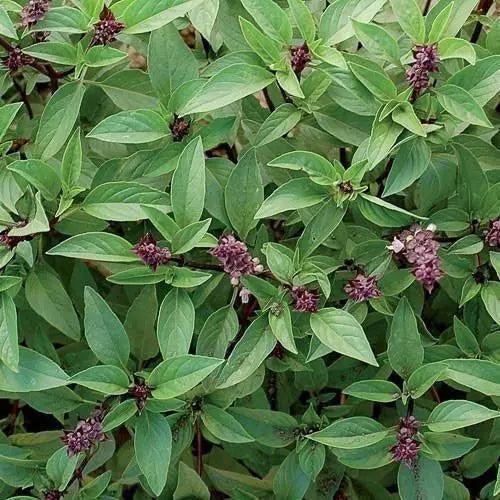 Seed Savers Exchange Herb Thai Basil In Stock Buy Now