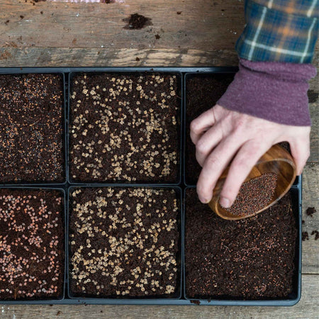 Bootstrap Farmer 5X5 Shallow Microgreen Trays, With Holes