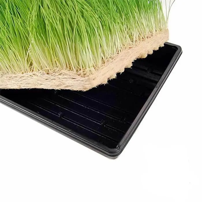 Handy Pantry Hydroponic Wheatgrass Growing Kit