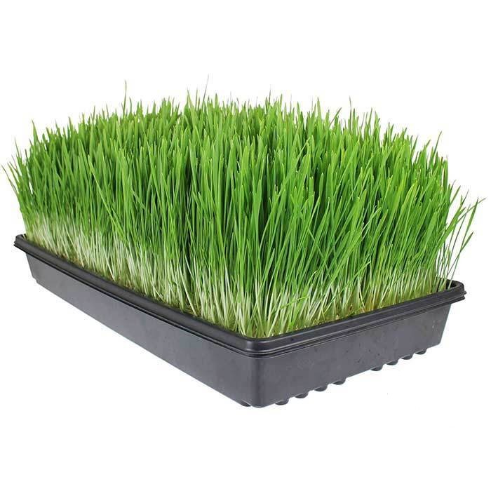 Hydroponic Wheatgrass Growing Kit