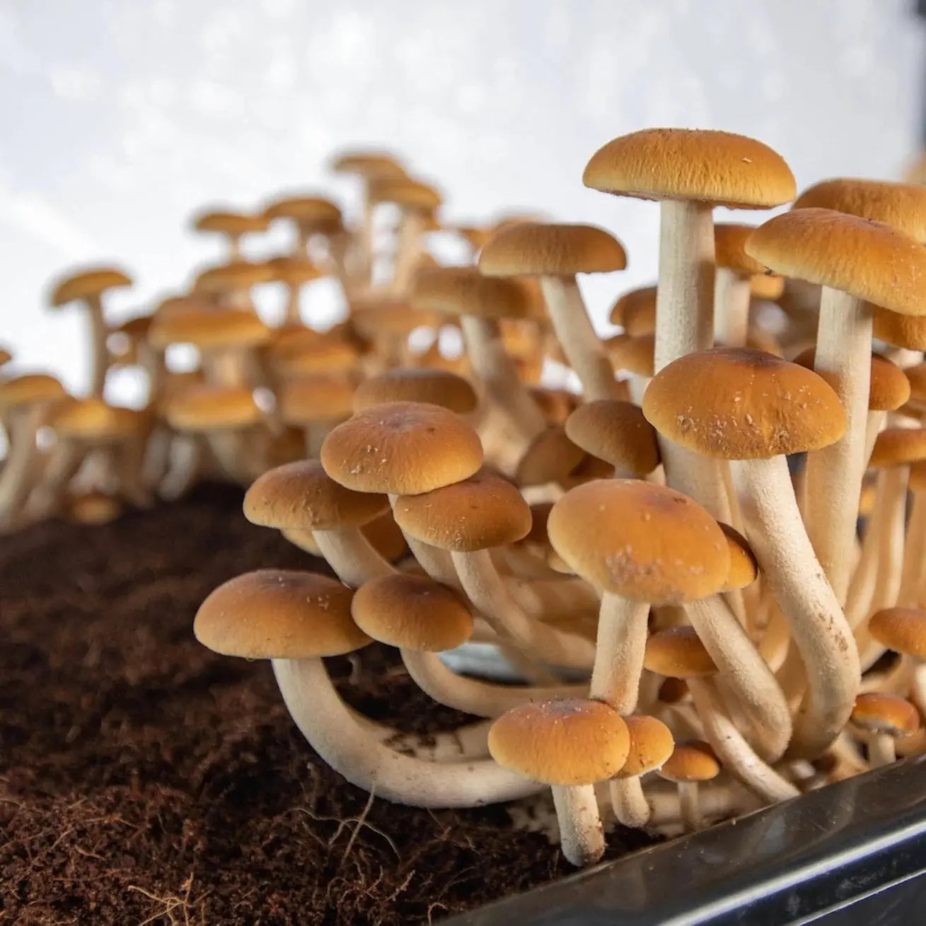 NORTH SPORE 'Boomr Bin' Monotub Mushroom Grow Kit | In-Stock - Buy ...