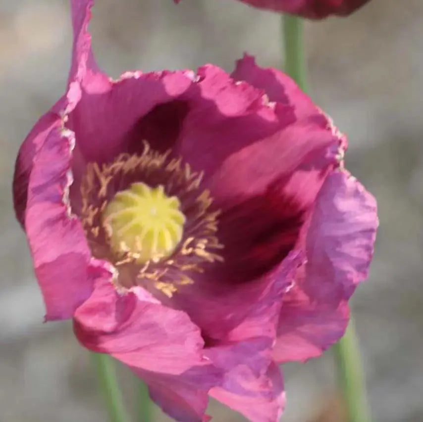 Seed Savers Exchange Flower, Hungarian Blue Breadseed Poppy (Organic)