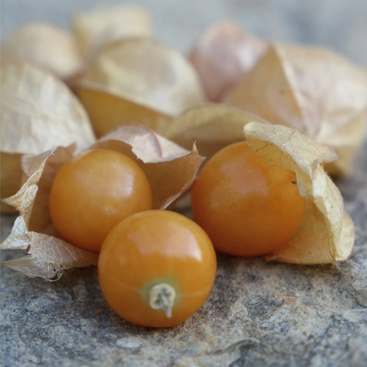 Seed Savers Exchange Ground Cherry, Drott's Yellow Ground Cherry Seed Savers Exchange